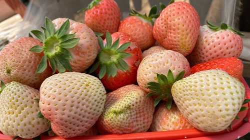 1626765458236312.jpg 12.jpg